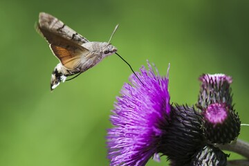 Macroglossum stellatarum - Butterfly Hummingbird - Beautiful sunny weather, butterfly sucking nectar blossom. Czech Republic, Beskydy.