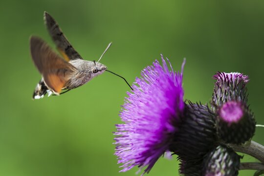Macroglossum stellatarum - Butterfly Hummingbird - Beautiful sunny weather, butterfly sucking nectar blossom. Czech Republic, Beskydy.