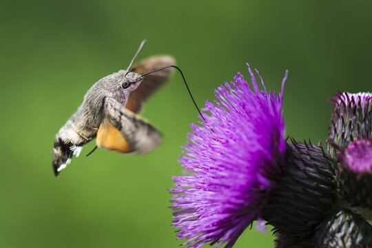 Macroglossum stellatarum - Butterfly Hummingbird - Beautiful sunny weather, butterfly sucking nectar blossom. Czech Republic, Beskydy.