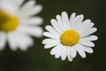 Obraz premium Blooming Daisy. Daisy Rimbaba. Beautiful sunny day. Czech Republic. Green bokeh background.