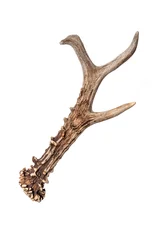 Foto op Plexiglas Isolated Siberian roe deer (Capreolus pygargus (Pallas, 1771) antler on a white background © Lux pictura