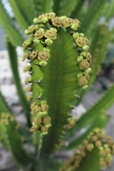 various type of Cactus design for green power concept