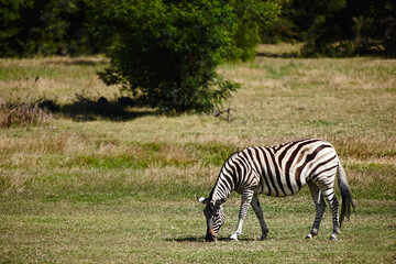 Fototapeta na wymiar Basking in a moment of solitude. Shot of a beautiful zebra grazing alone in the field.