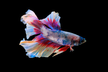 Thai fighting fish on black background.