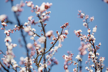 Blooming cherry branches and blue sky