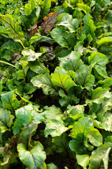 Organic beetroots plants growing in garden