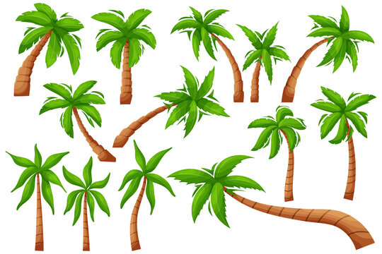 Cartoon palm tree. Exotic tropical plant, isolated jungle vegetation, coco and banana tree. Vector set