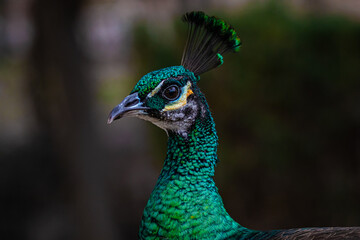 Obraz premium portraitclose up of peacock