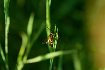 Gelbe Schlupfwespe (Amblyteles armatorius) Männchen