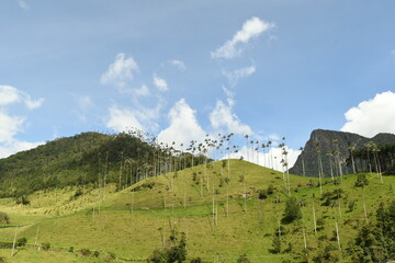 La vallée de cocora et ses palmiers de cire en colombie dans le quindio