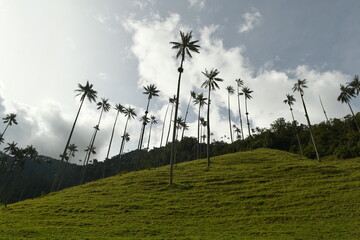 La vallée de cocora en colombie dans le quindio avec ses géants palmiers