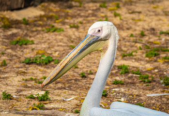 portrait of a pelican close up