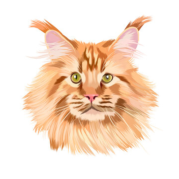 Head portrait of a beautiful red Maine Coon from multicolored paints. Colored drawing. Vector illustration of paints