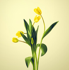 Bouquet of yellow tulips, minimalistic image