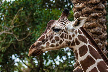 close up of a giraffe