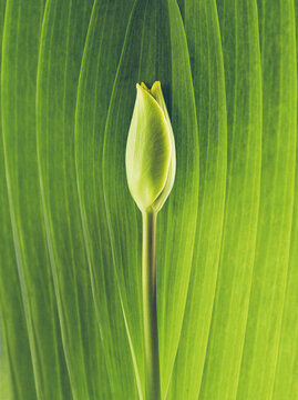 Minimalistic photo of tulip bud. Abstract floral background