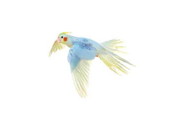 Cacatuidae parrot isolated on white background.