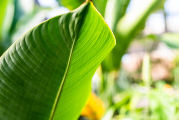 banana leaf in the sun