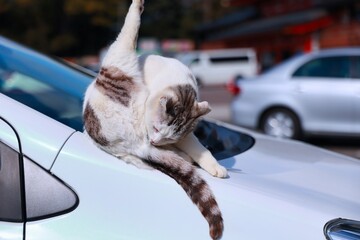 車の上で毛づくろいをしている野良猫