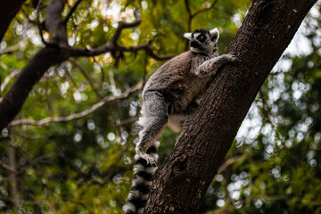 ring tailed lemur sitting on tree