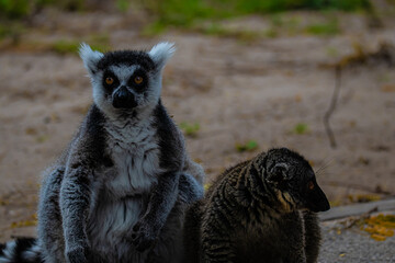 Fototapeta premium lemurs sitting on the ground