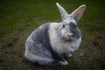Cute home bunny