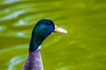 portrait duck head close-up