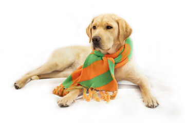 Blonde labrador met Tilburgse carnavalssjaal