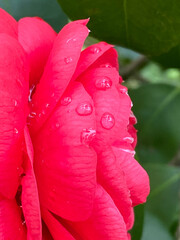Camelia close up with water drops 