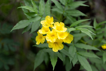 Fototapeta premium Flowers of the Tatacoa desert, Colombia