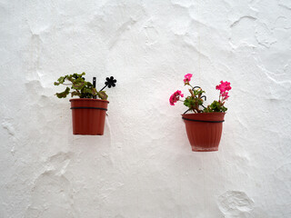 Naklejka premium Two flower pots hanging on a whitewashed wall. Typical decoration in the villages of Andalusia, in the south of Spain. Background with copy space