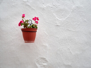 One flower pot with a plant with bright pink flowers decorating a whitewashed wall in Frigiliana, a village in the province of Málaga, Costa del Sol, Andalusia, Spain. Background with copy space