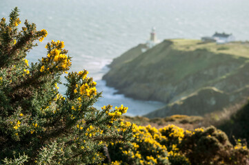 Yellow gorse on cliffs