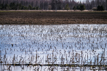 Flooded crop field. Agriculture ground after rain under water. Flooded agriculture fields in a spring. Selective focus