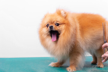 Professional groomer takes care of Orange Pomeranian Spitz in animal beauty salon.