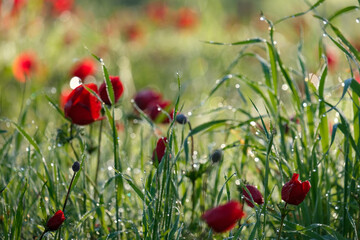 Blooming wild anemone (lat.- A. coronaria) in the meadow