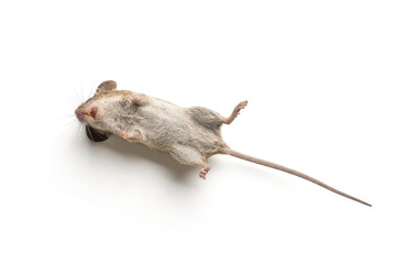 dead mouse isolated on white background