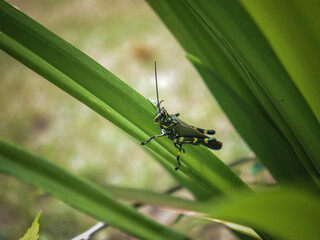 Green and Yellow Locust on a Plant 