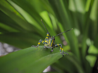 Green and Yellow Locust on a Leaf