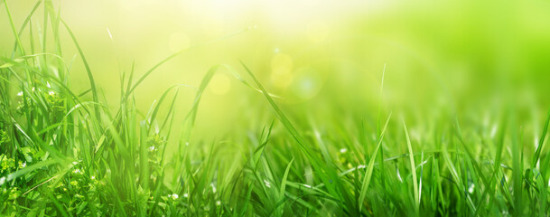 Banner of green grass natural background, springtime, selective focus.