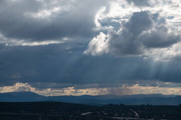 Fototapeta na wymiar dark stormy sky with olive fields in the foreground