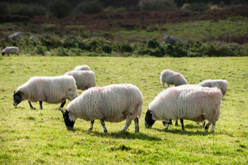 Naklejka na ściany i meble Sheep grazing in Ireland 