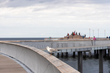 A seagull sits on the railing of the new pier in Koserow on the island of Usedom..