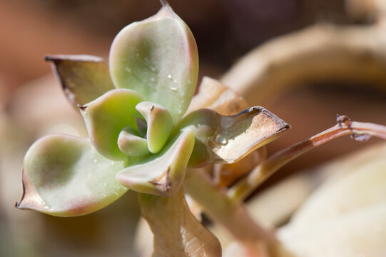 Dry and shriveled leaves of a succulent plant Echeveria due to sun damage and sunburn