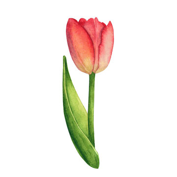 Tulips red isolated on white background. Watercolor hand drawing illustration. Art for decoration and design