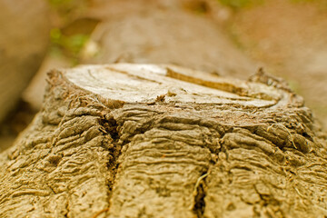 wooden log, close up of a cut tree in a jungle, nature image