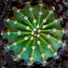 flor, naturaleza, hojas, cactacea, flora, primavera, verano, hojas, botánica, florecer, macro, árbol, beldad, espina, suculenta, echinopsis tubiflora, cactus, penca