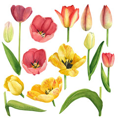 Set Tulips yellow and red bud, flowers and leafs isolated. Watercolor hand drawing illustration. Art for design