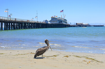 Pelican and Santa Barbara Pier in the summertime - Santa Barbara, California - United States