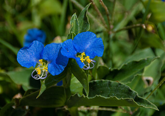 flor, naturaleza, azul, primavera, verano, morada, flora, florecer, huerta, macro, beldad, hermoso, violácea, commelinina communis